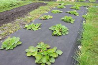 IMG_0177.jpg