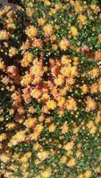 20170925_122003_resized.jpg
