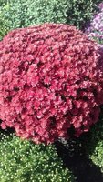 20170925_122055_resized.jpg
