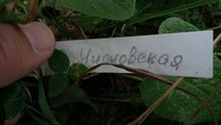 Чижовская, подвой дал поросль