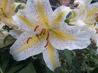 IMG_20160729_203552.jpg