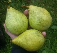 Просто Мария сж.jpg