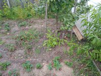 Скороплодный оренбургский 2 год