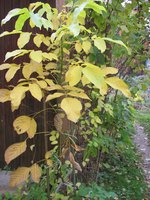 IMG_0056.JPG