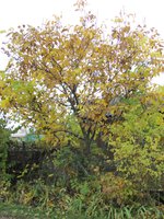 IMG_0054.JPG