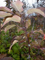 P1000210.JPG