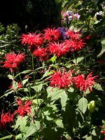 IMG_20130717_163032.jpg