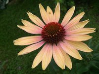 IMG_20130717_163123.jpg