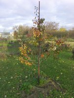 IMG_20171019_160103.jpg