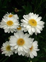 IMG_20130717_163157.jpg