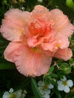 IMG_20130717_164253.jpg