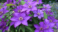copDSC02731.jpg