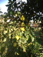 IMG_20170925_160026.jpg