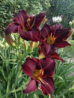 IMG_20130717_184623.jpg