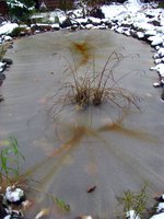 IMG_4978-1.jpg