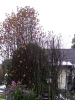 IMG_5000-1.jpg