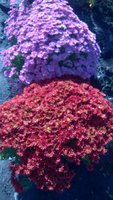 WP_20171020_056.jpg (1.97 МБ) 3177 просмотров Ой,на этой фотографии они еще на улице ,недели 3 назад.