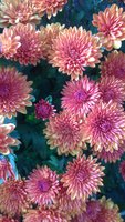 WP_20171020_068.jpg