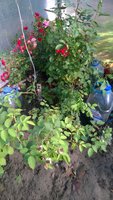 WP_20171020_075.jpg