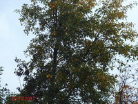 DSC03584о.JPG