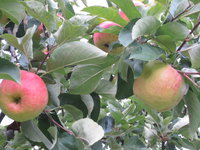 IMG_0872.JPG
