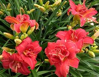IMG_20130719_123112.jpg
