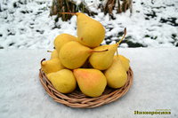 Низкорослая