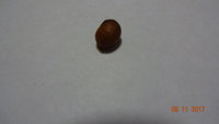Кандиль Орловский 6.JPG