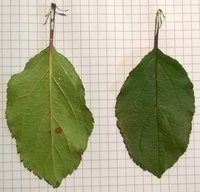 WP_20171111_02_06_16_Pro.jpg