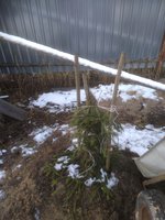 IMG_20171113_150621.jpg