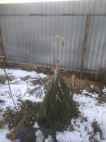 IMG_20171113_150657.jpg