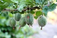 IMG-20170420-WA0003.jpg