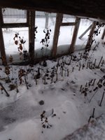 Вот зимовка прошлого года.
