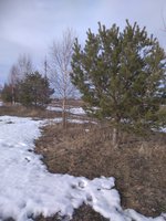 IMG_20170313_161114.jpg
