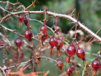 Ribes speciosum, Fuchsia-Flowering Gooseberry