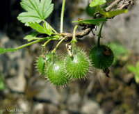 Grossularia uva-crispa.jpg