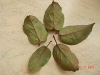 DSCN9641.JPG