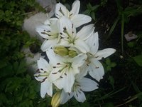 20170722_131125.jpg
