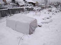 укрытие персиков северный торец пока не утеплен пенофолом ноябрь 2017.jpg