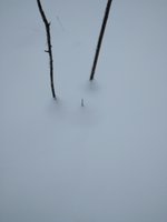 IMG_20171126_132231.jpg