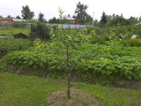 IMG_20170718_165346.jpg