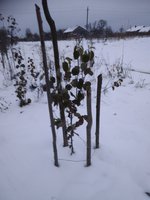 Северный синап вчера.