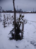 Ещё присыпок снежком и спи спокойно до весны.