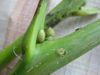 DSC05177.JPG