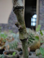 DSC05288.JPG