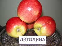 Лиголина.jpg