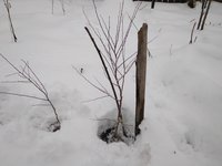 IMG_20171203_150359.jpg