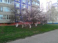 абрикос 20160428.jpg