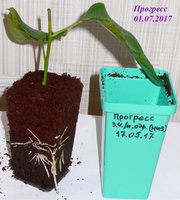Укоренённый черенок Прогресса
