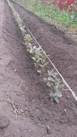 20170918_151131.jpg